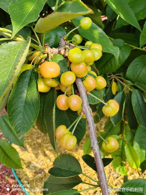 樱桃好吃树难栽是什么意思?2026年樱桃种植的气候、土壤与经济价值全解析 樱桃好吃树难栽是什么意思?2026年樱桃种植的气候、土壤与经济价值全解析