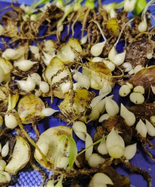 百合花怎么繁殖？分球繁殖法详解与扦插误区纠正