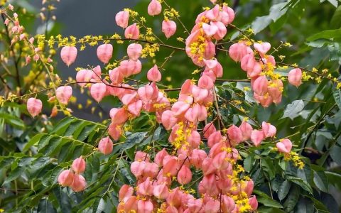 栾树什么时候开花？花期与观赏期全解析及养护指南