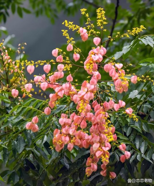 栾树什么时候开花？花期与观赏期全解析及养护指南