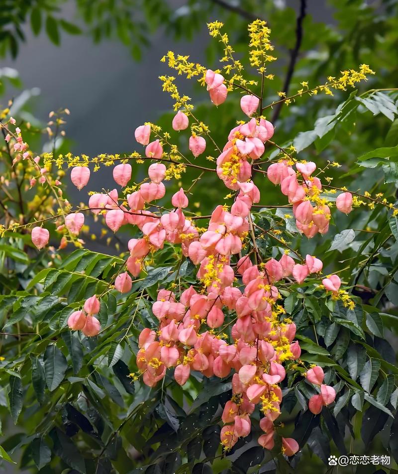 栾树什么时候开花?花期与观赏期全解析及养护指南 栾树什么时候开花?花期与观赏期全解析及养护指南