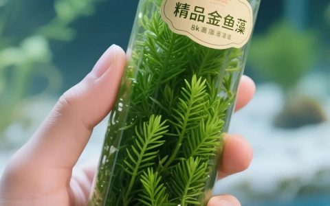 金鱼藻怎么养？沉水水草的净化与家庭养殖全攻略
