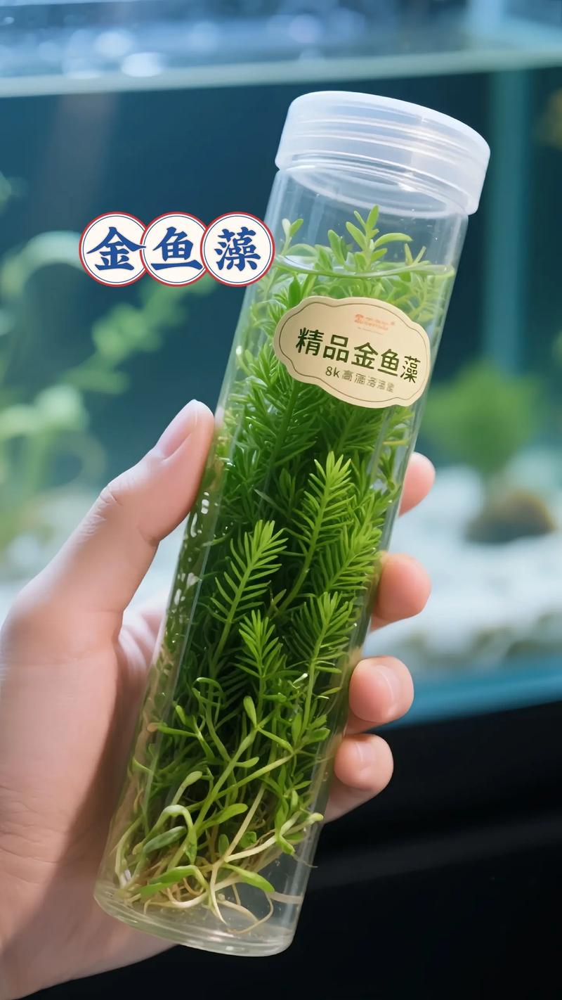 金鱼藻怎么养?沉水水草的净化与家庭养殖全攻略 金鱼藻怎么养?沉水水草的净化与家庭养殖全攻略