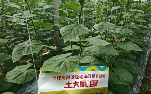 家庭园艺施肥全攻略：到底施什么肥最合适？