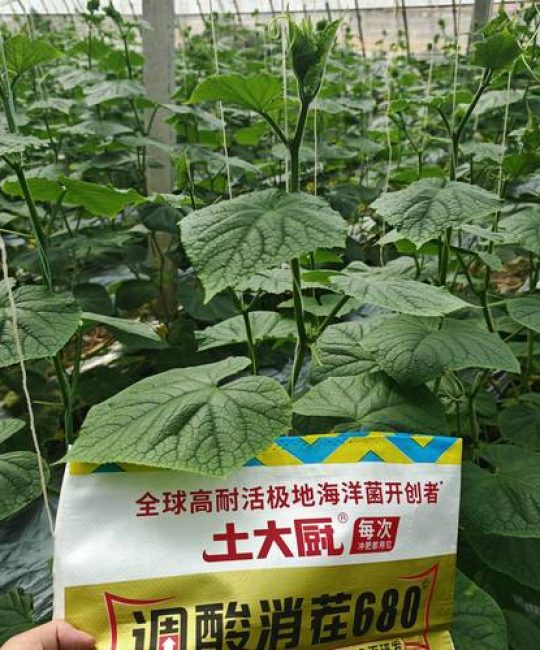 家庭园艺施肥全攻略：到底施什么肥最合适？