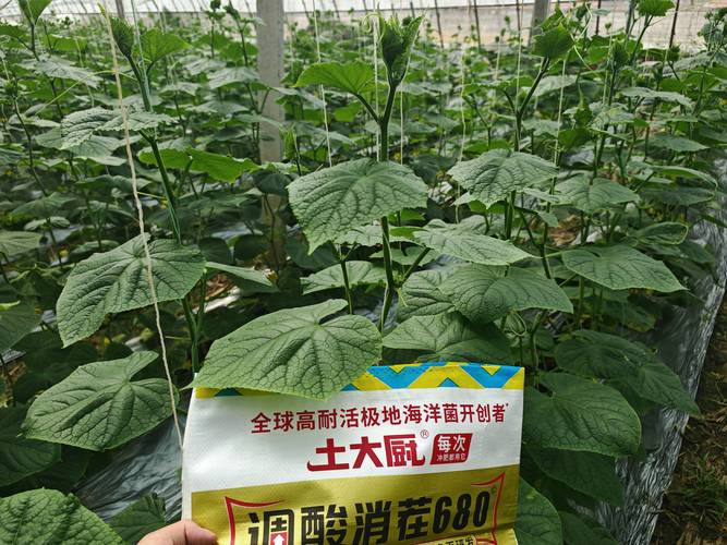 家庭园艺施肥全攻略:到底施什么肥最合适? 家庭园艺施肥全攻略:到底施什么肥最合适?