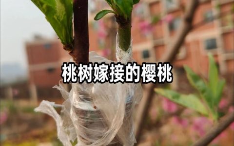 桃树嫁接大樱桃结果了：最佳时间、方法与成活率提升指南