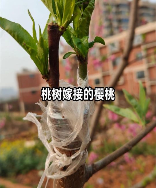 桃树嫁接大樱桃结果了：最佳时间、方法与成活率提升指南