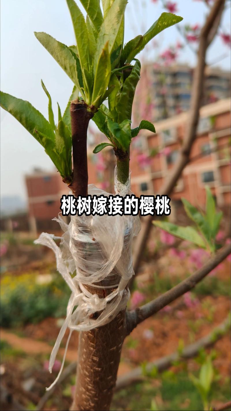桃树嫁接大樱桃的可行性及原理