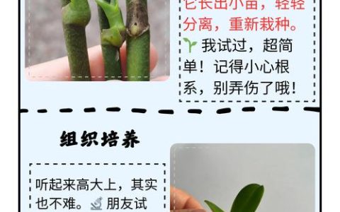 蝴蝶兰繁殖方法和栽培技术全攻略
