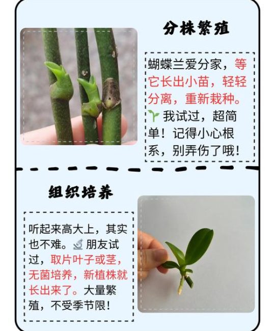 蝴蝶兰繁殖方法和栽培技术全攻略