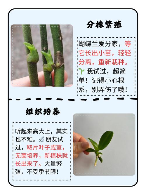 蝴蝶兰繁殖方法和栽培技术全攻略