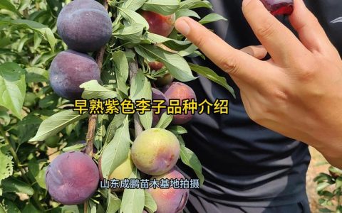 李子品种最好的优良品种推荐及种植全攻略