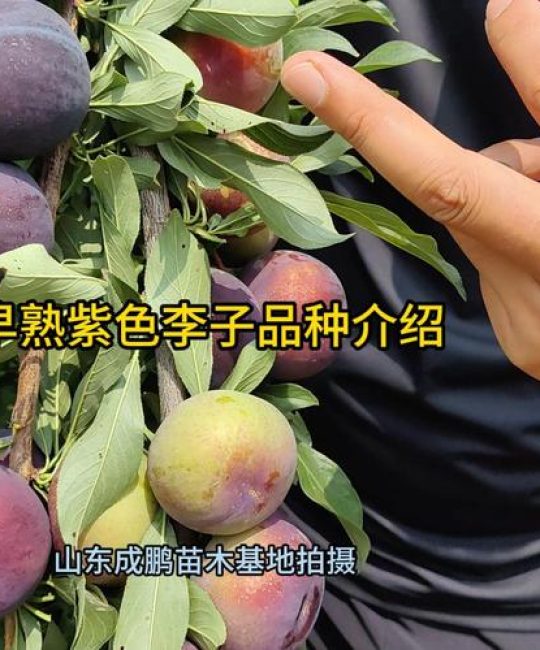 李子品种最好的优良品种推荐及种植全攻略