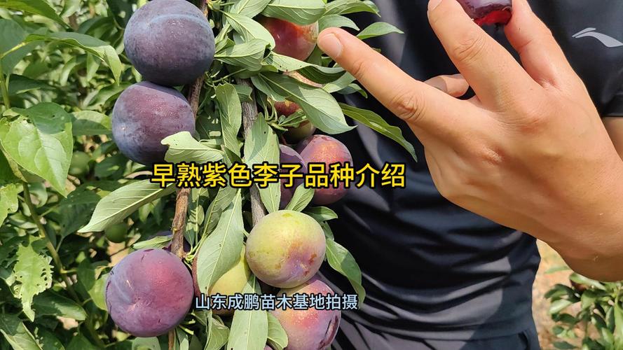 李子品种最好的优良品种推荐及种植全攻略 李子品种最好的优良品种推荐及种植全攻略