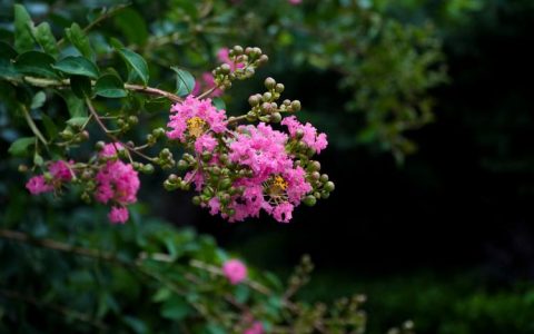 紫薇什么时候开花？花期管理、修剪与促花全攻略