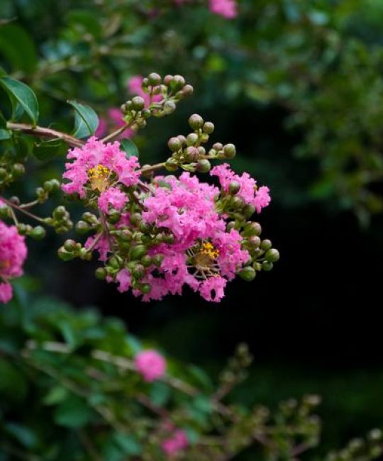 紫薇什么时候开花？花期管理、修剪与促花全攻略