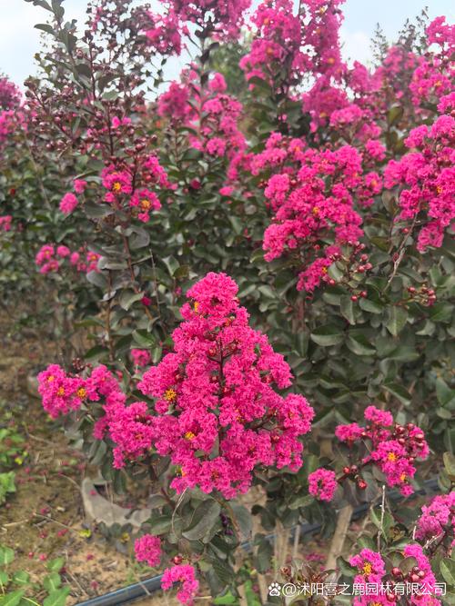 修剪促花系统指导