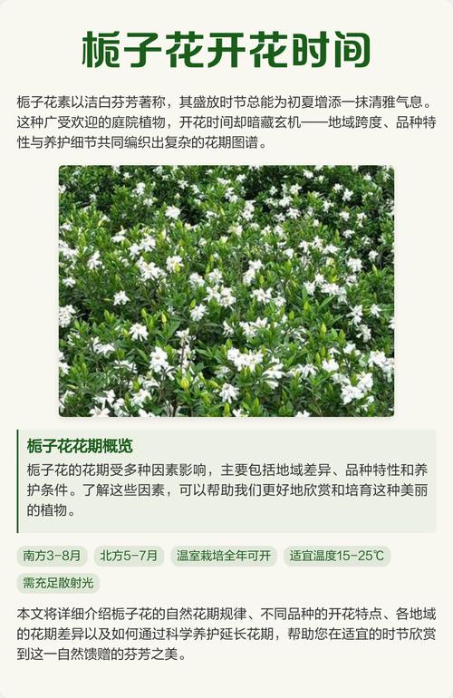 栀子花一般几月开花?花期养护与促花全攻略 促花促果养护步骤