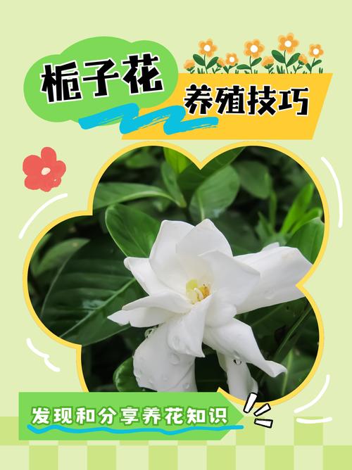 栀子花一般几月开花?花期养护与促花全攻略 不开花不结果常见原因与解决