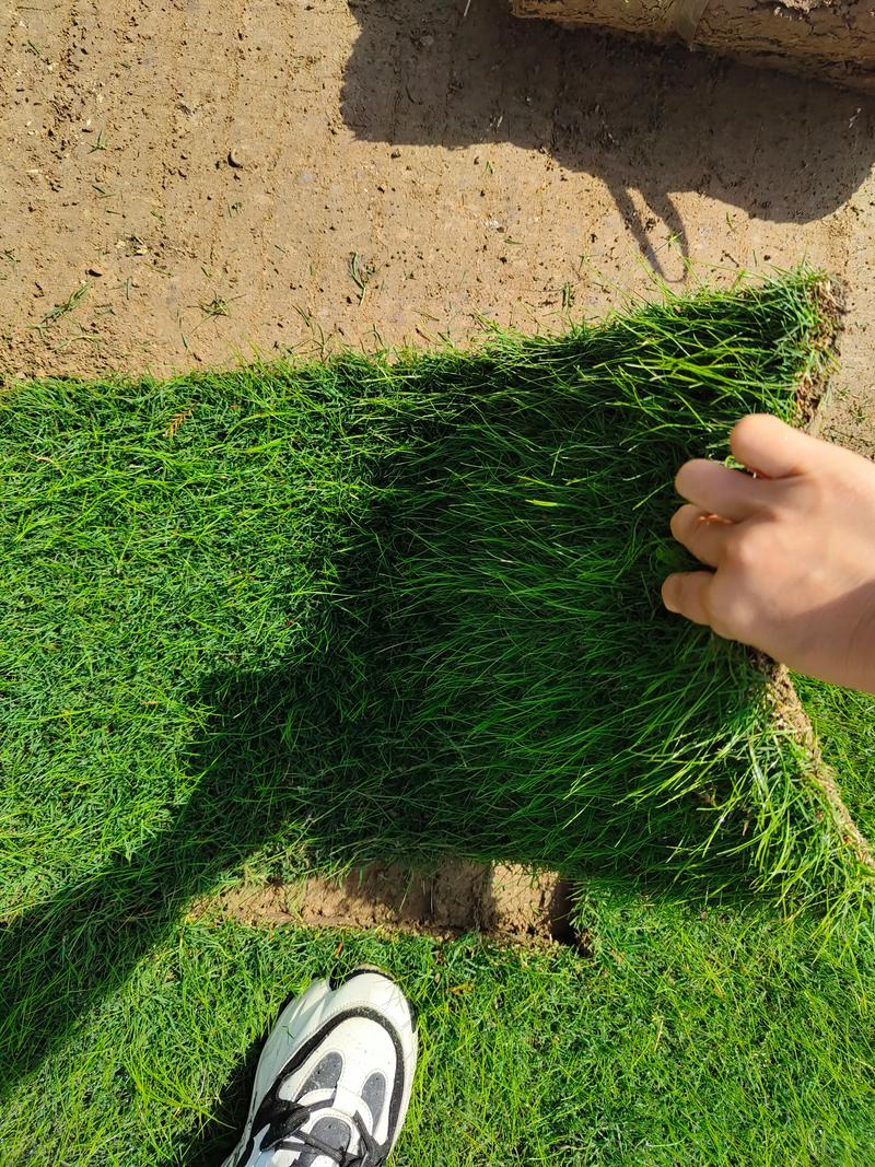 草皮草坪批发厂家怎么选?优质草皮采购全攻略 草皮草坪批发厂家怎么选?优质草皮采购全攻略