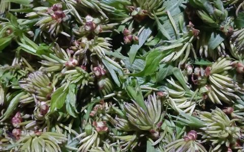 杜仲雄花的作用与功效：食用安全与注意事项