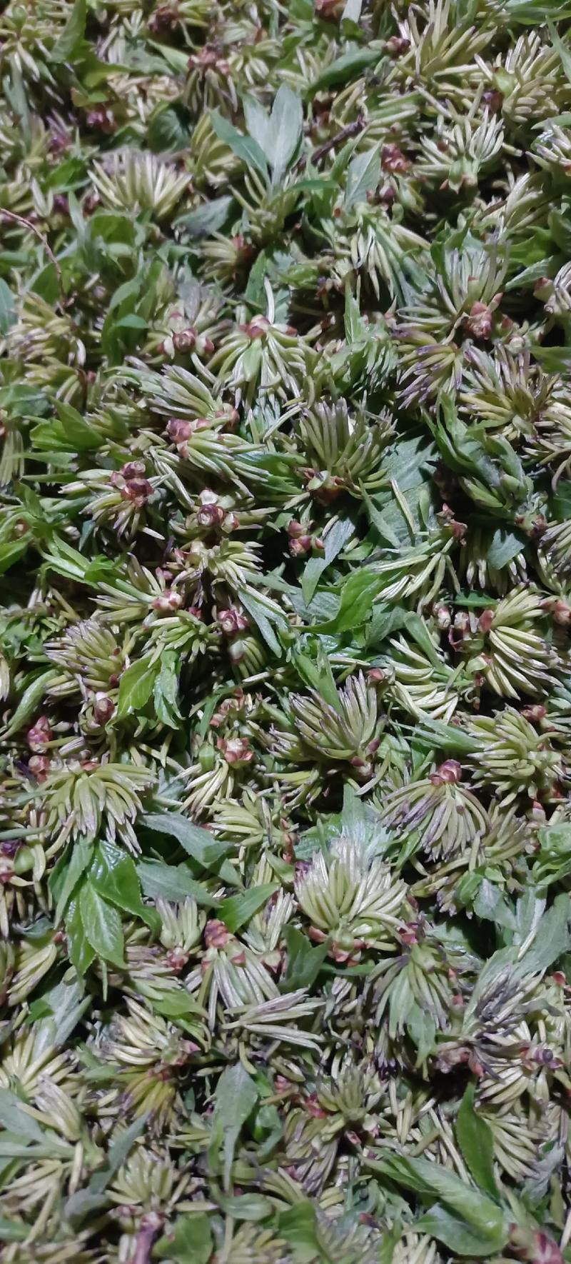 杜仲雄花的作用与功效:食用安全与注意事项 杜仲雄花的作用与功效:食用安全与注意事项