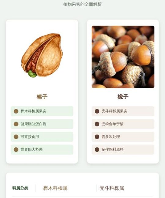 橡子和榛子的区别：6个维度深度对比与选购指南