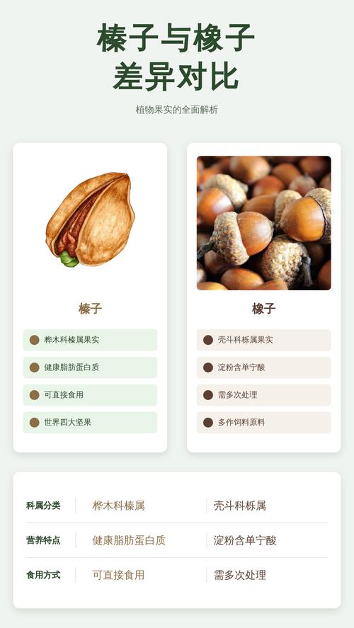 橡子和榛子的区别：6个维度深度对比与选购指南