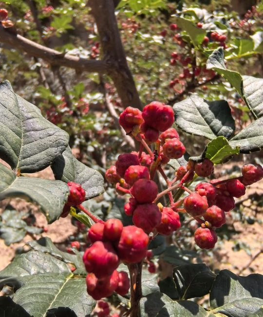 花椒什么时候成熟？花椒采摘时间与催熟技巧详解