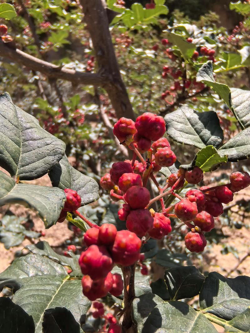 花椒什么时候成熟?花椒采摘时间与催熟技巧详解 花椒什么时候成熟?花椒采摘时间与催熟技巧详解