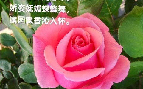 月季花最浪漫的一句：全方位养护指南与品种鉴赏