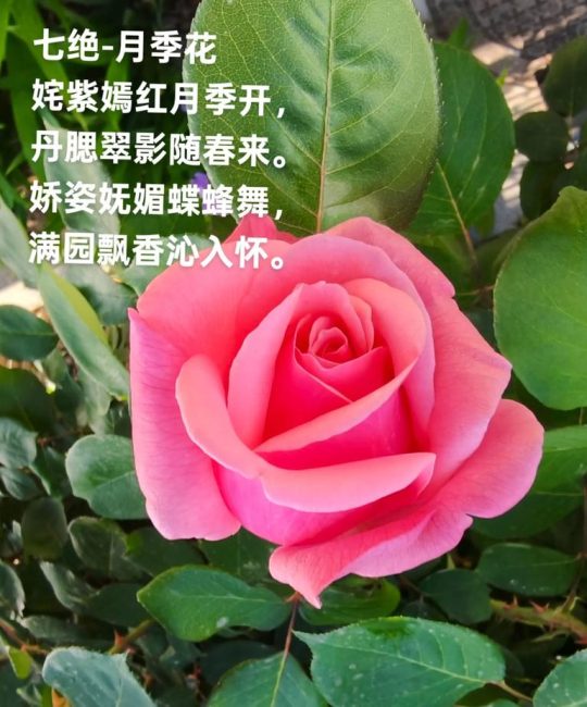 月季花最浪漫的一句：全方位养护指南与品种鉴赏