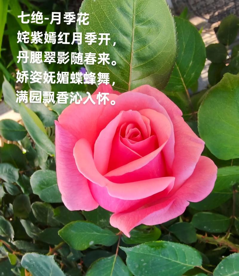 月季花最浪漫的一句：全方位养护指南与品种鉴赏