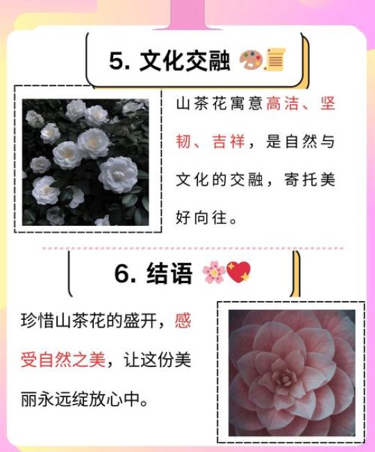 山茶花几月份开花？山茶花花期规律与四季养护全攻略