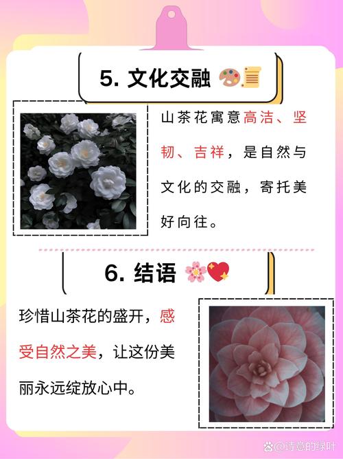 山茶花几月份开花？山茶花花期规律与四季养护全攻略