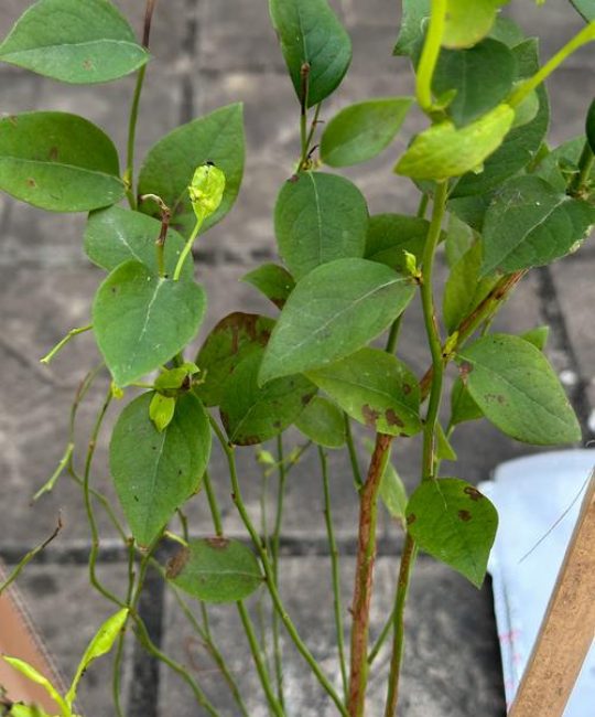 蓝莓幼苗长什么样？形态特征、种植指南及识别要点