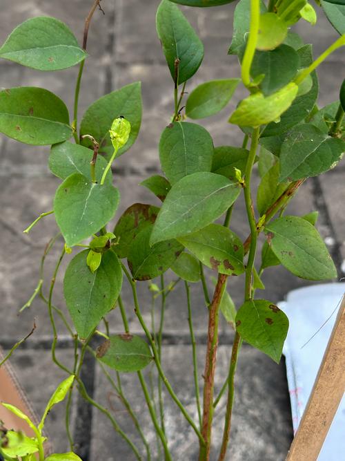 蓝莓幼苗长什么样？形态特征、种植指南及识别要点