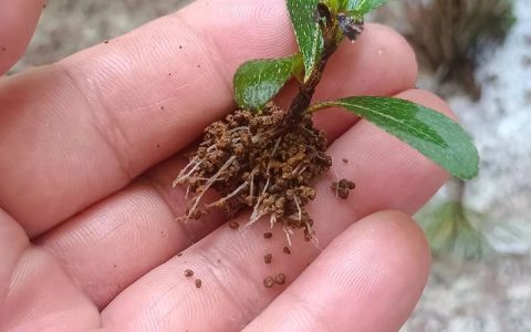 杜鹃花扦插最简单方法：5-6月半木质化枝条，泥炭珍珠岩基质
