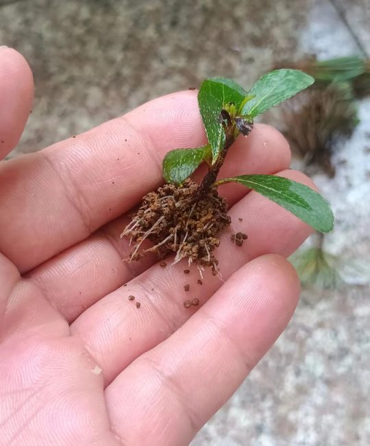 杜鹃花扦插最简单方法：5-6月半木质化枝条，泥炭珍珠岩基质