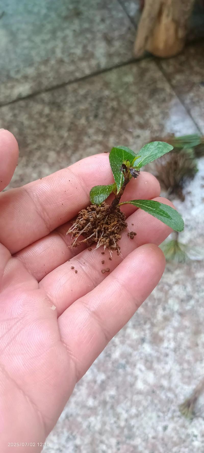 杜鹃花扦插最简单方法:5-6月半木质化枝条,泥炭珍珠岩基质 杜鹃花扦插最简单方法:5-6月半木质化枝条,泥炭珍珠岩基质