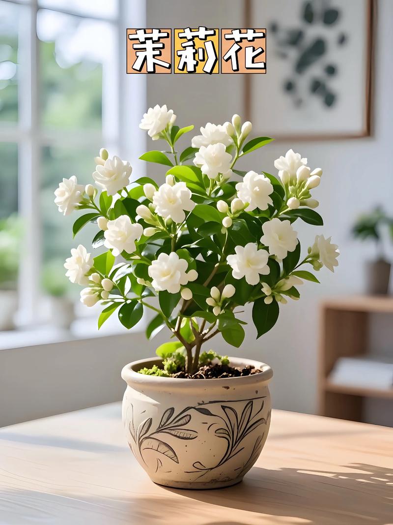 茉莉花什么季节开花？掌握花期与促花技巧，四季飘香