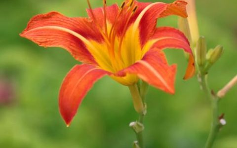 萱草花百科：忘忧草的形态、习性与应用