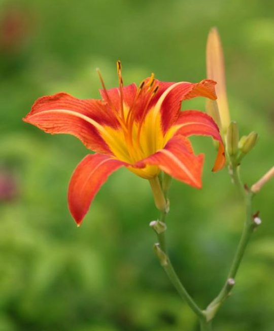 萱草花百科：忘忧草的形态、习性与应用
