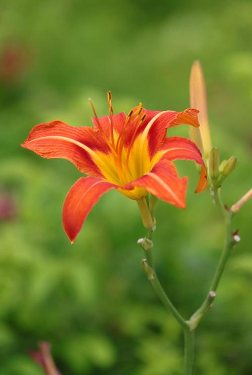萱草花百科:忘忧草的形态、习性与应用 萱草花百科:忘忧草的形态、习性与应用