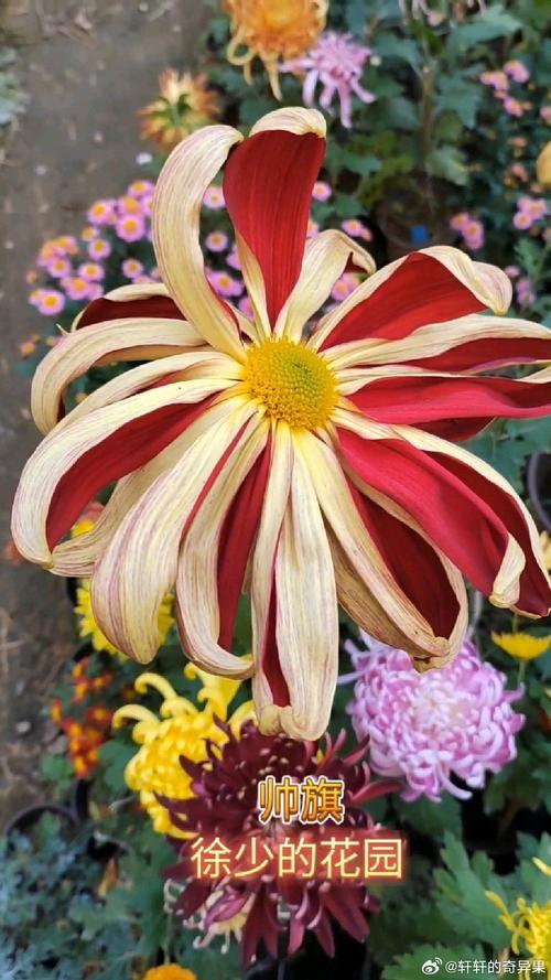 菊花养护全攻略:花色花期、光照水肥与修剪促花指南 盆栽/地栽选择决策