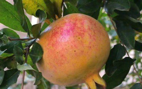 石榴什么时候成熟？不同品种成熟时间与催熟技巧全解析