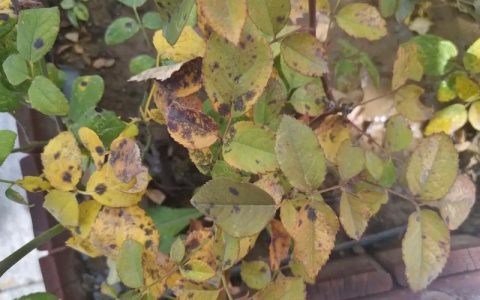 月季花养护全攻略：从花色花期到黑斑病防治的实操指南
