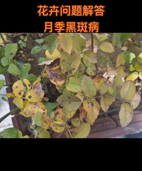 月季花养护全攻略：从花色花期到黑斑病防治的实操指南