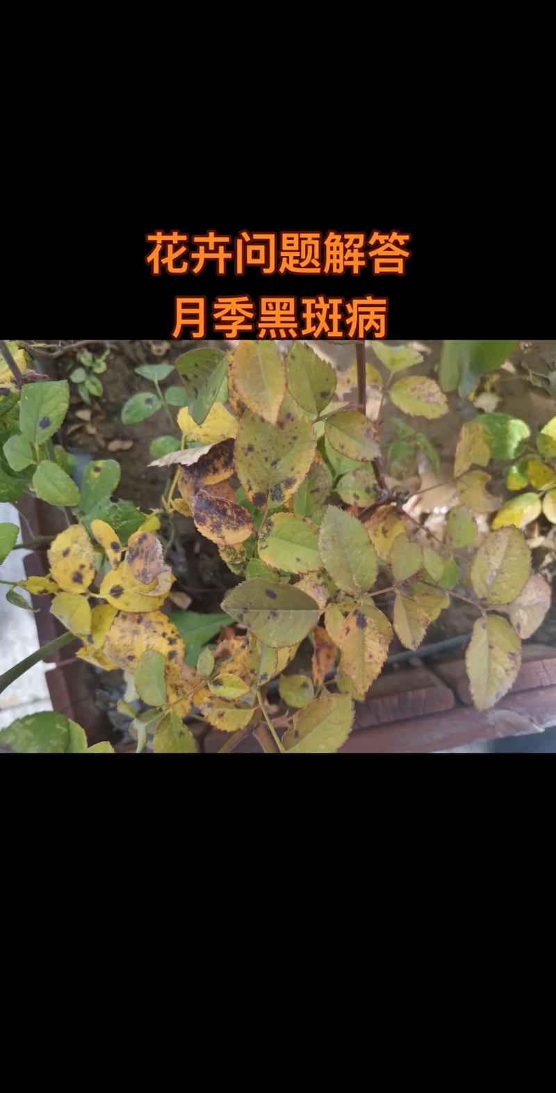 月季花养护全攻略：从花色花期到黑斑病防治的实操指南